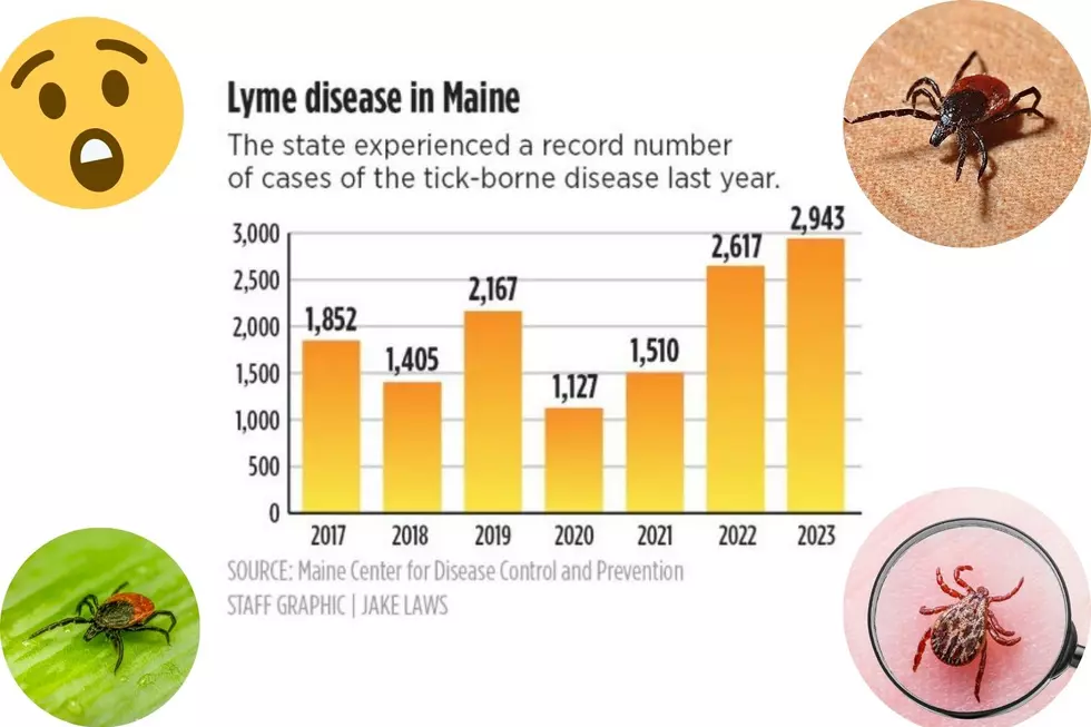 Maine Launches Tick Study Following Record Lyme Cases in 2023