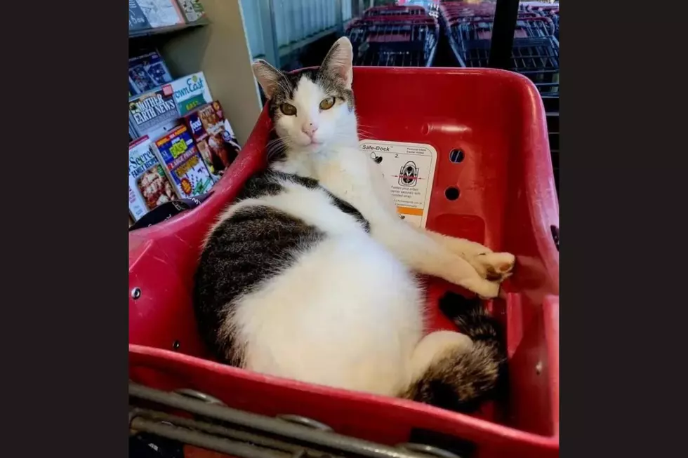 Madison, Maine Hannaford Mascot, Rascal The Cat, Hit by Car And Killed