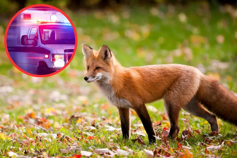 4-Year-Old New Hampshire Girl Attacked by Wild Fox