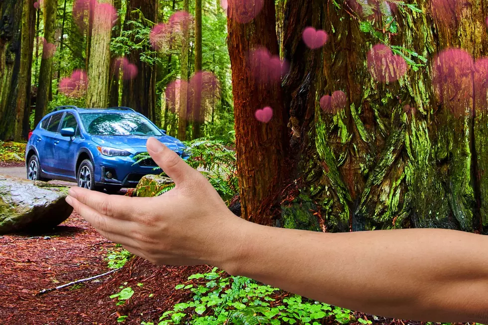 Here's Why Subaru is Maine's Spirit Animal on Wheels
