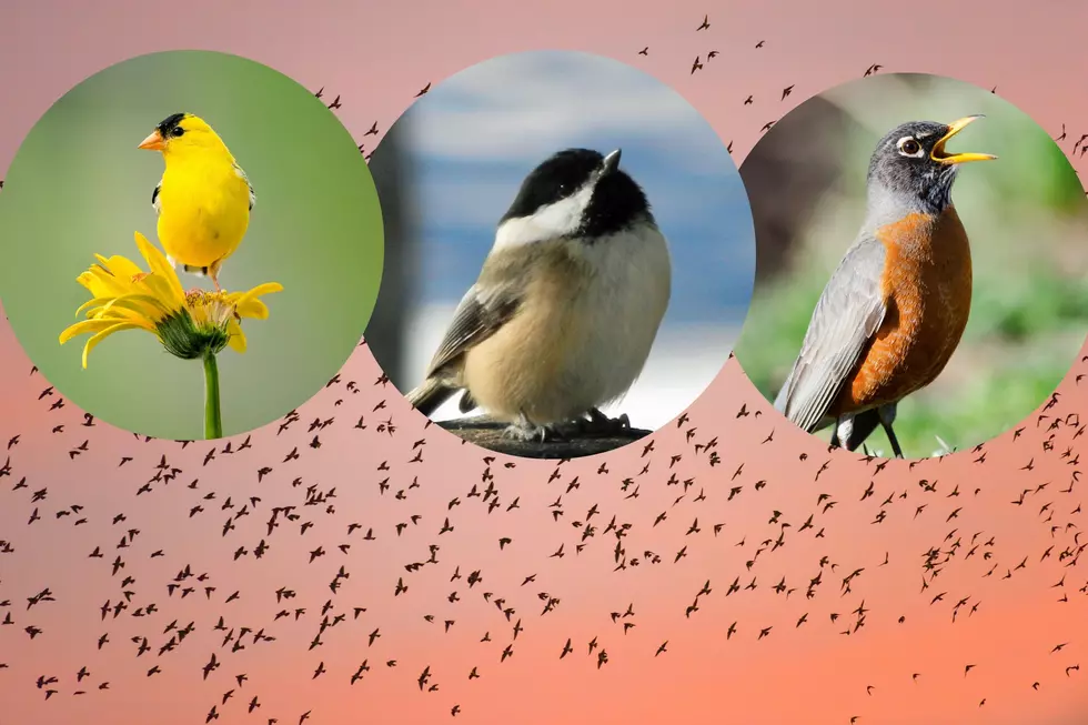 Discover the Secret Behind Maine's Surging Bird Population 