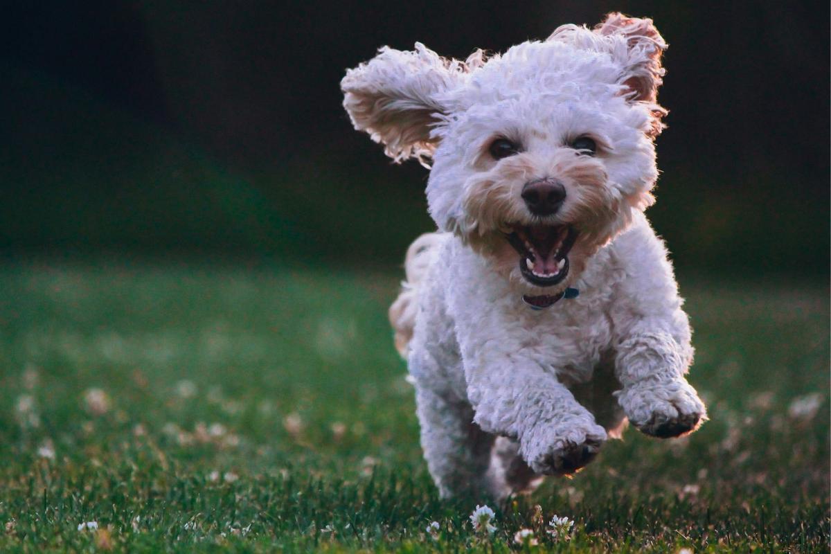 The Science Behind Why Your Maine Dog Gets the Zoomies