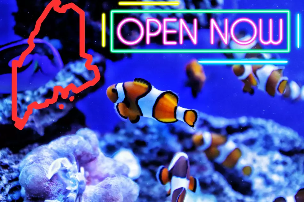After Four Years, The Maine State Aquarium Reopens Today!