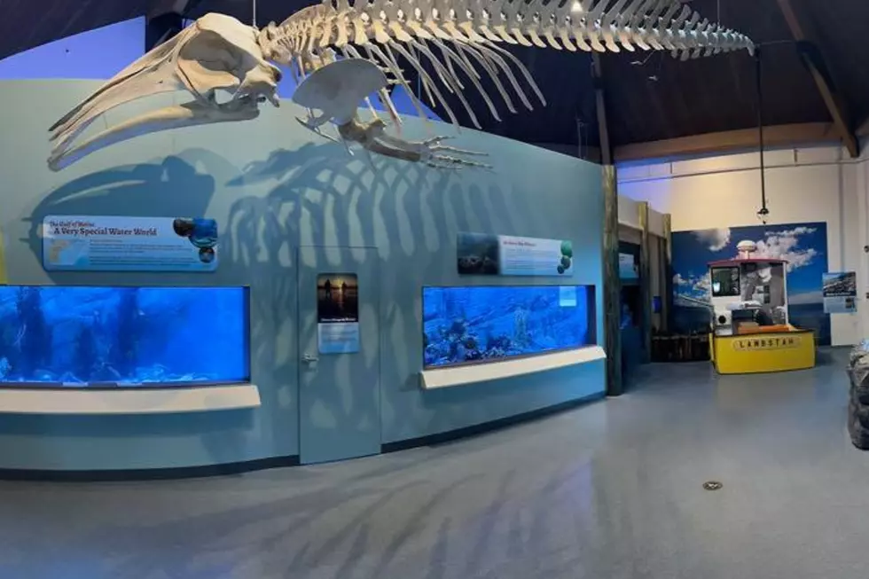 After Four Years, The Maine State Aquarium in Boothbay Harbor Reopens