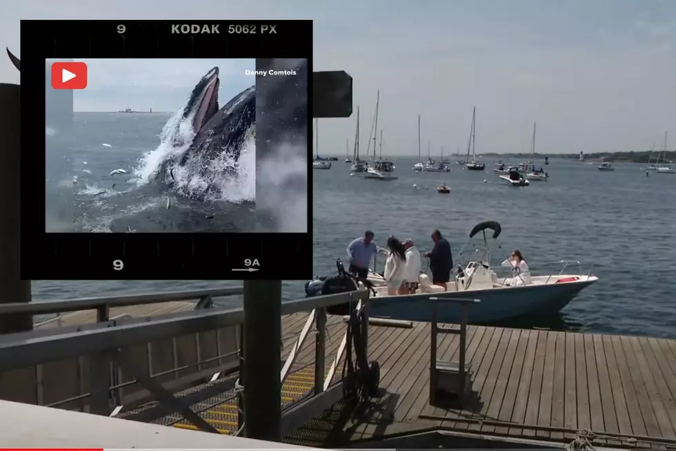 Off-Duty Maine Cop Excitedly Captures Video of Massive Humpback Whale