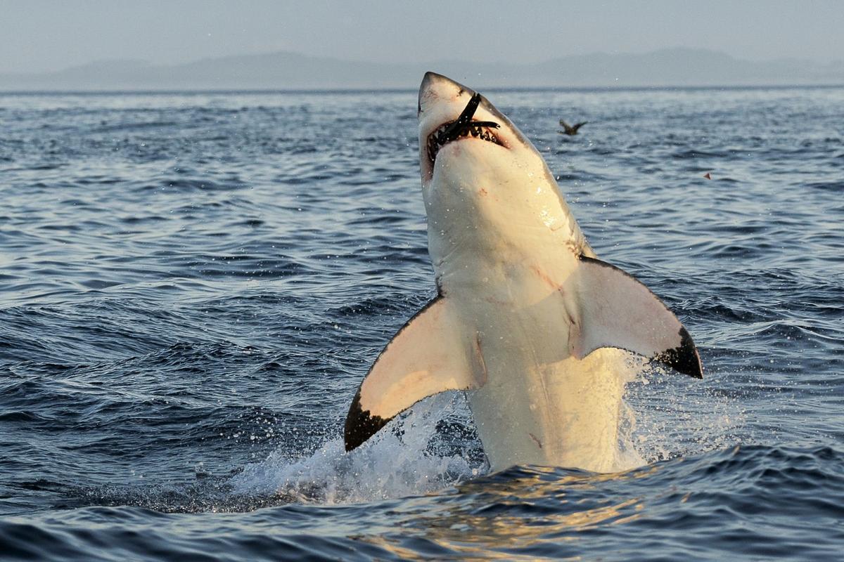 Great White Shark Attack Caught on Camera in Maine’s Boothbay Harbor