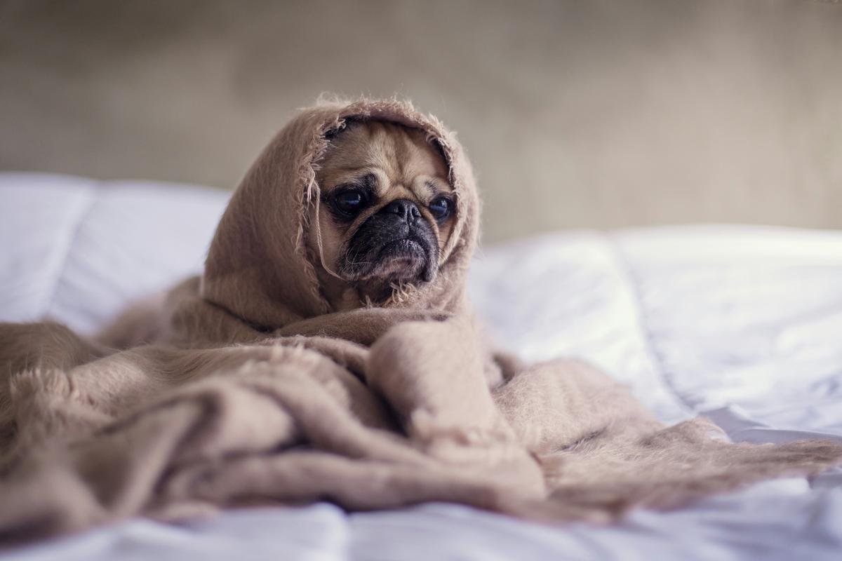 Maine Officials Warn of Deadly Canine Virus Spike