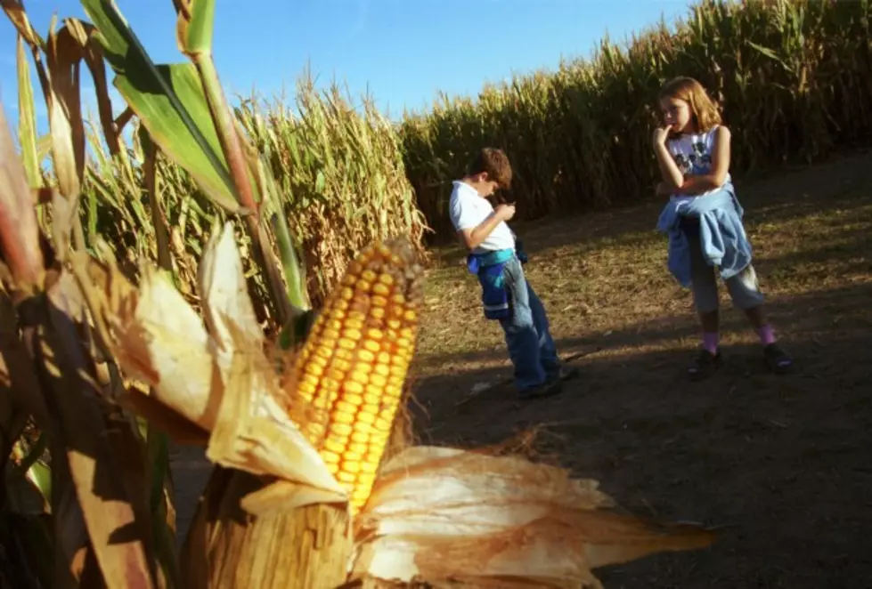 Top 4 Corn Mazes To Get Lost In This October