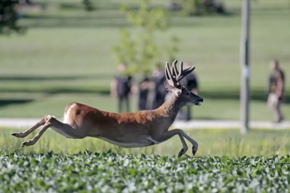 Video: Skateboarder Taken Out by Deer&#8211;Must Watch!