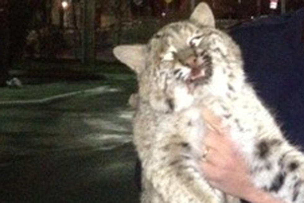 Woman Hits Bobcat, Drives It to Downtown Bangor, Realizes Her Mistake