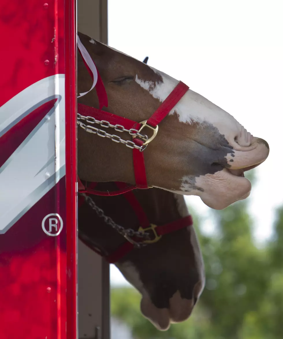 Best Budweiser Commercial Ever — Break Out the Tissues [VIDEO]