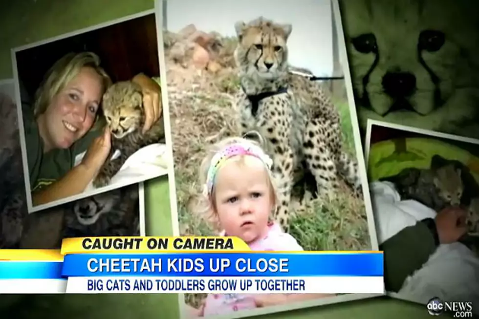Kids and Cheetahs Living Together! Don&#8217;t Miss This One [VIDEO]