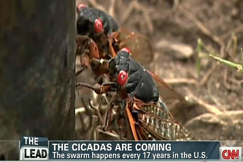 Singing For Sex Cicadas Moving Further North Video 