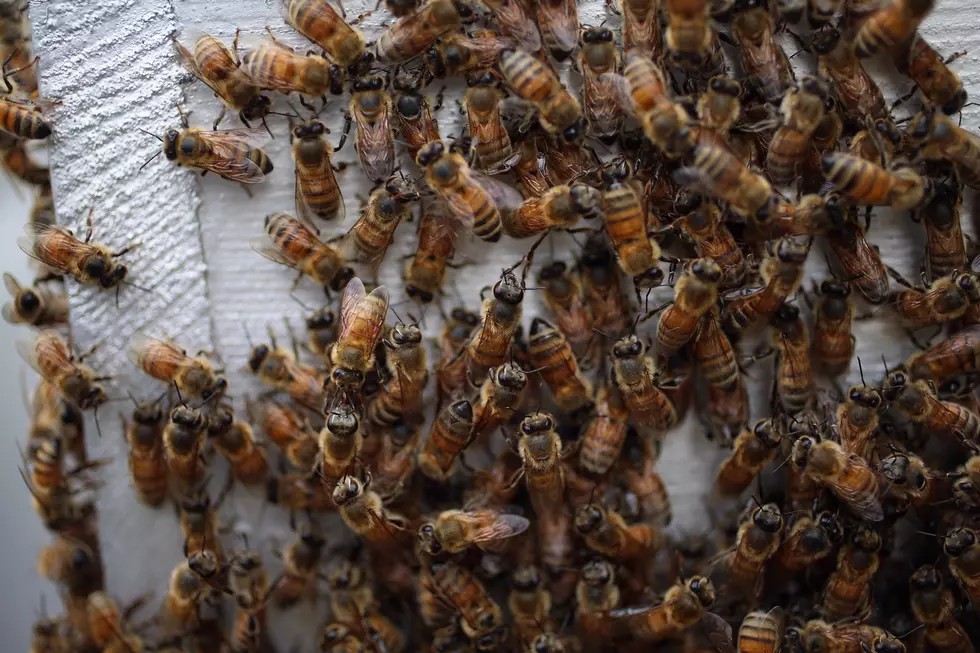 Hampden Bee Population Now Double The People Population Of Maine