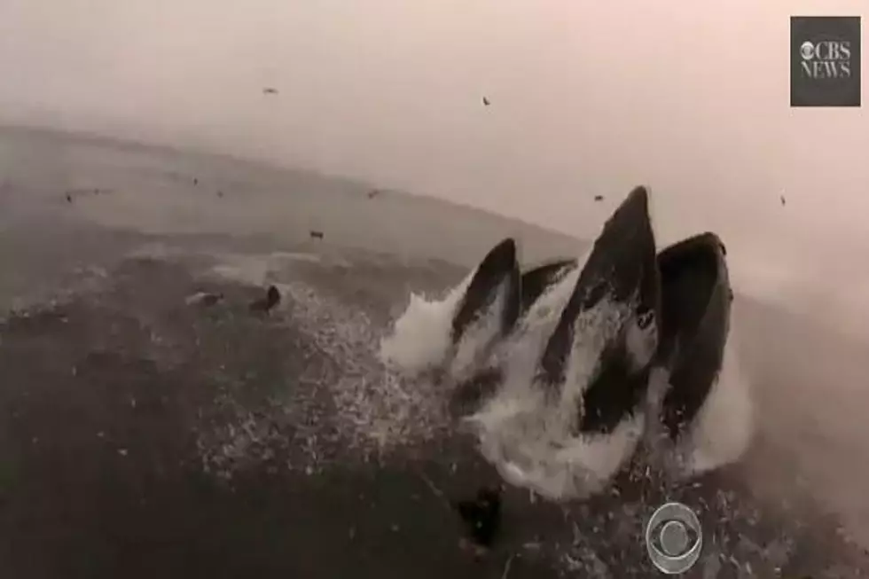 Near Miss! Whales Almost Consume Divers [Crazy Video]