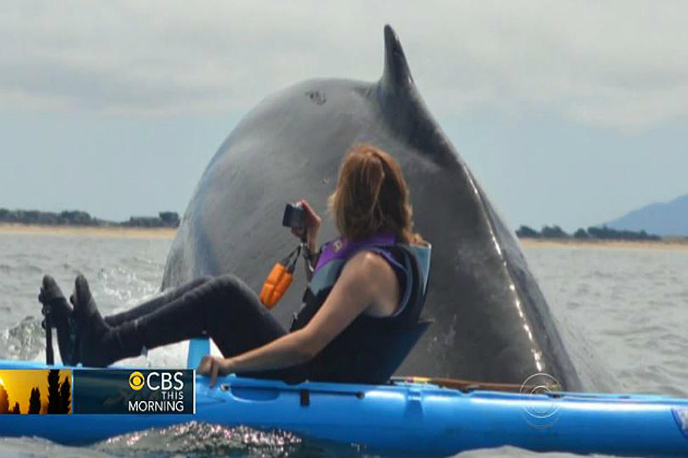 Kayakers have a Whale of a Time! Scary Close Encounter [VIDEO]