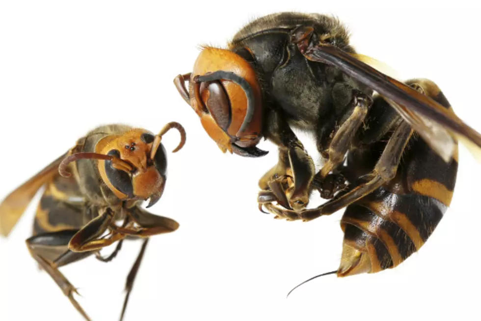 Mind-Blowing Giant Hornets in China Killing People&#8211;Death Toll: 42