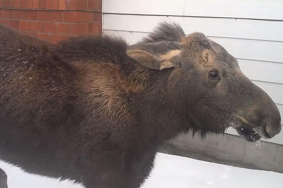 Baby Moose Caught in Fence [VIDEO]