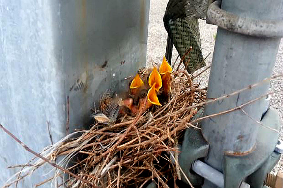 Baby Birds at 115,000 Volt Substation Rather Hungry [VIDEO]