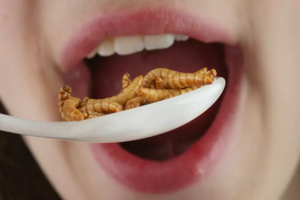 The Argument That Explains Why We Should Eat Bugs [VIDEO]