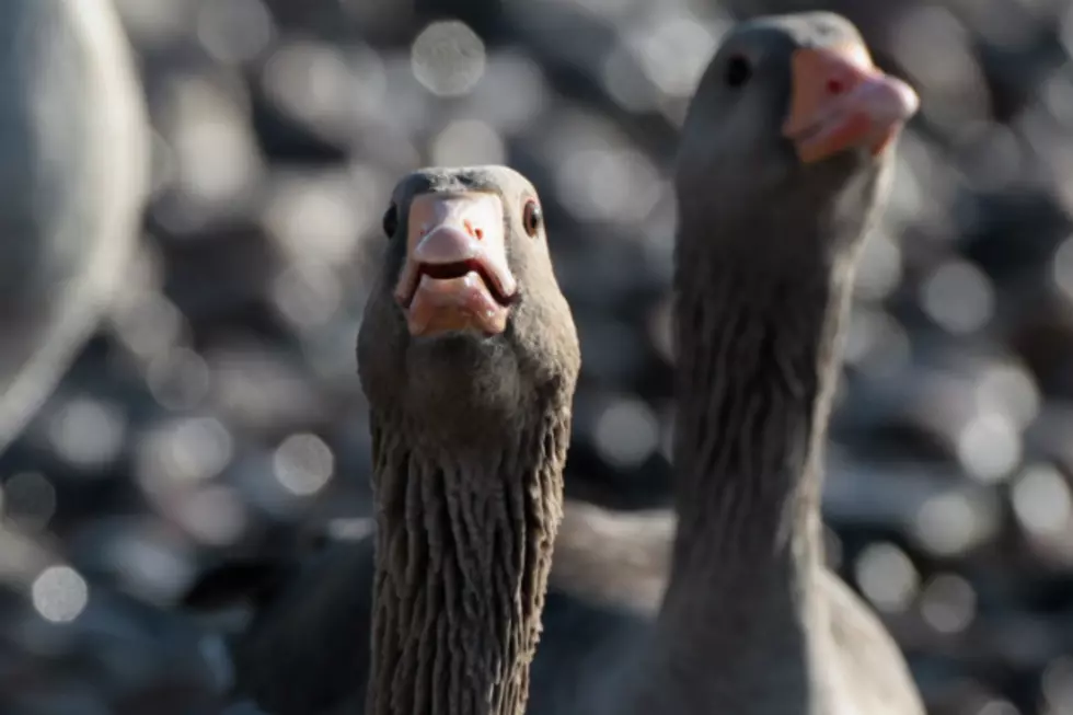 Geese Marching Band Gets Your Gander [VIDEO]