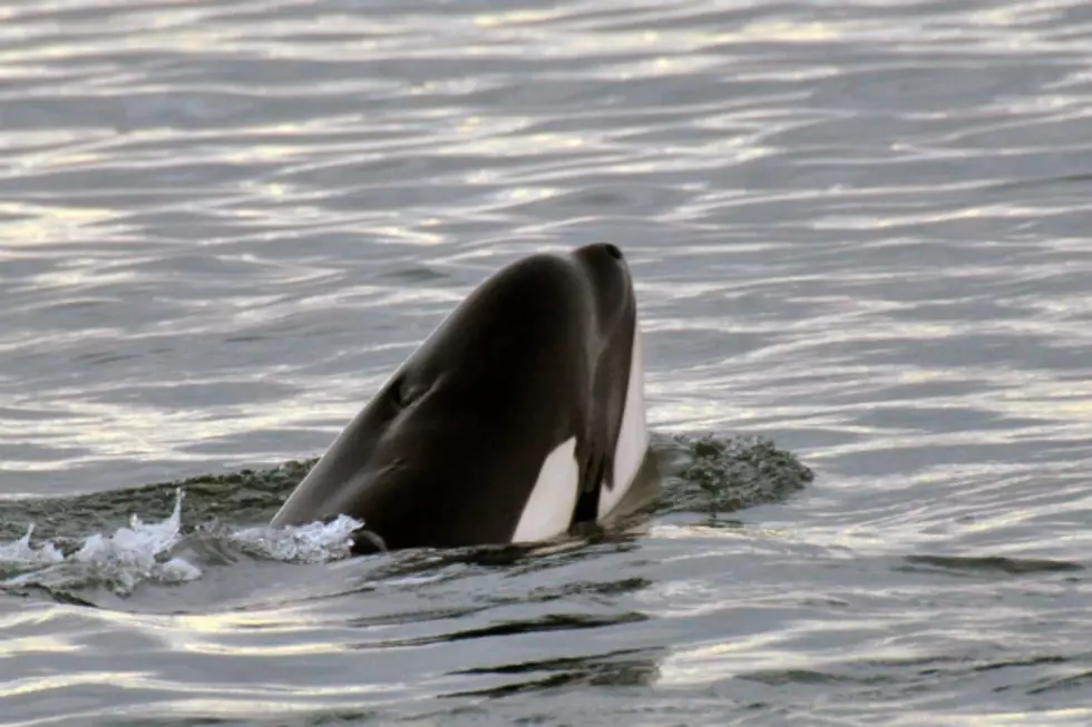 Killer Whales Too Close for Kayaker [VIDEO]