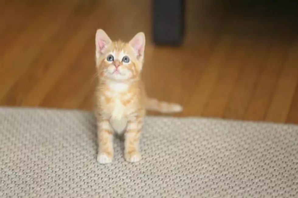 Dear Kitten–Friskies Offers Up a Great Video