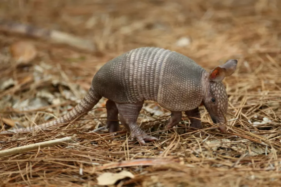 Armadillo Let&#8217;s Armor Down to Play [VIDEO]