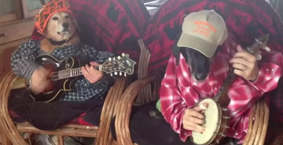 2 Dogs, a Banjo, a Guitar and Obviously People With Too Much Time On Their Hands Make A Very Funny Bluegrass Video! [VIDEO]