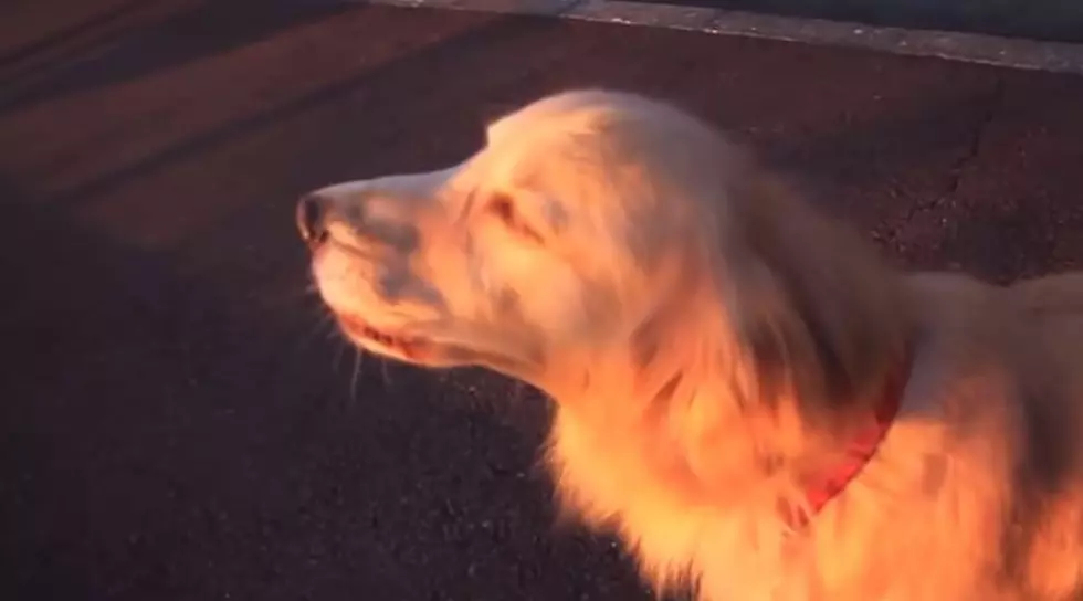 This Beautiful Golden Lab Impersonates an Ambulance [VIDEO]