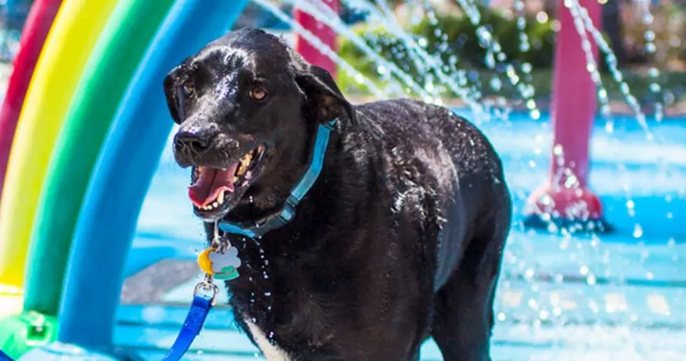 Duke&#8217;s Last Day. A touching Story of love between Dog &#038; Owner&#8230;warning, tissues may be required!