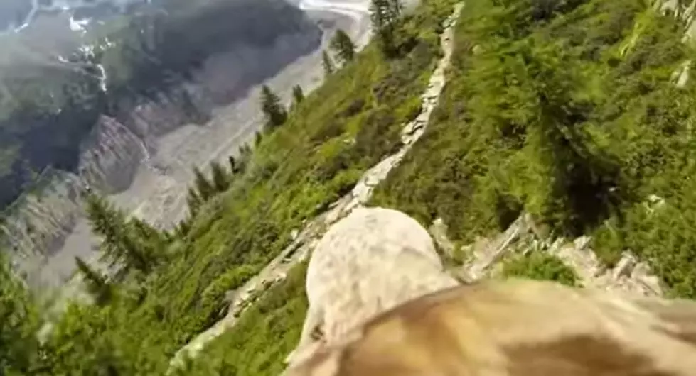 Fly Like an Eagle [VIDEO]