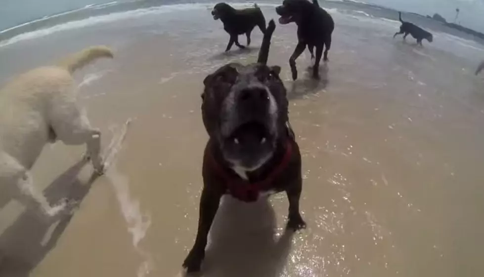 Everywhere you Look, People are &#8216;Happy&#8217; and so are Animals! [VIDEO]