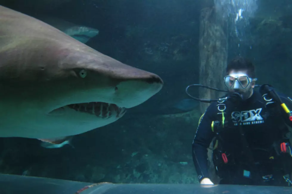 Virtual Shark Sends Grandma Tumbling to Floor [VIDEO]