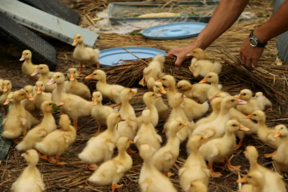 Man Controls His Own Duck Dynasty [VIDEO]