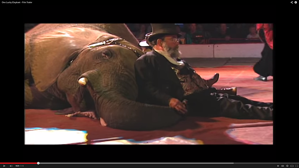 ‘One Lucky Elephant’ – Great Movie on NetFlix [VIDEO]