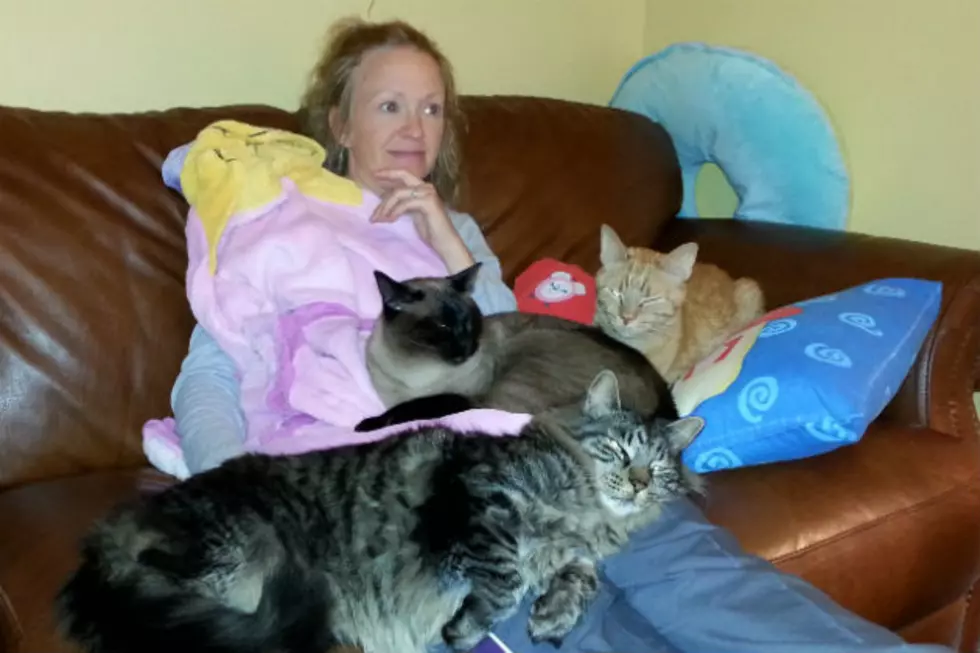 Smothered By Cats
