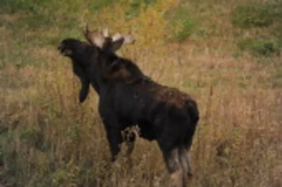 Moose On the Loose After Collision With Car in Brewer