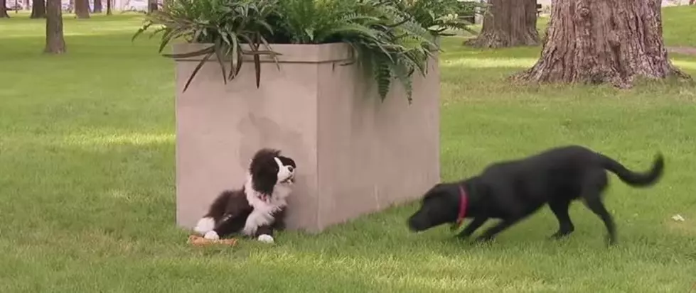 Dogs Love to Play! This Dog Gag is Funny [VIDEO]