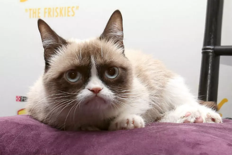 The Voice of Grumpy Cat Revealed