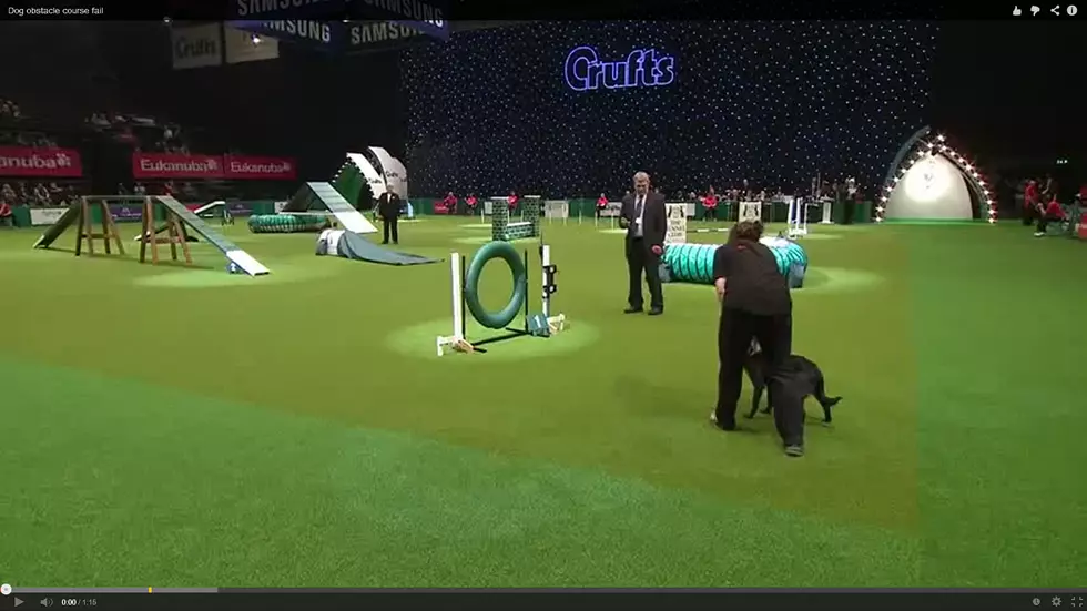 Dog Flies Through Obstacle Course Until She Gets Distracted [VIDEO]