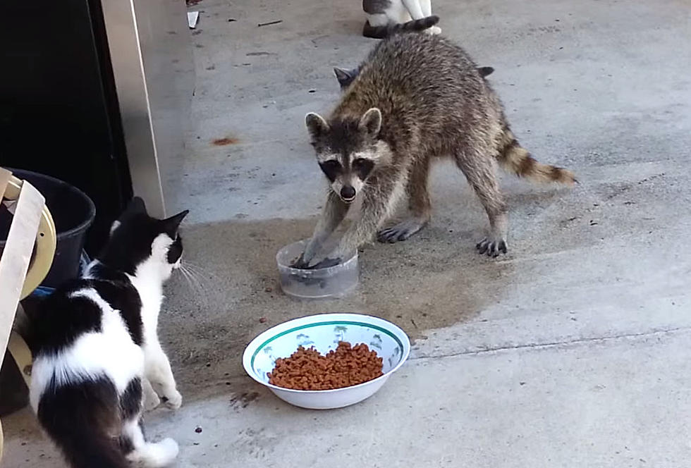 Raccoon Steals Cat Food [VIDEO]