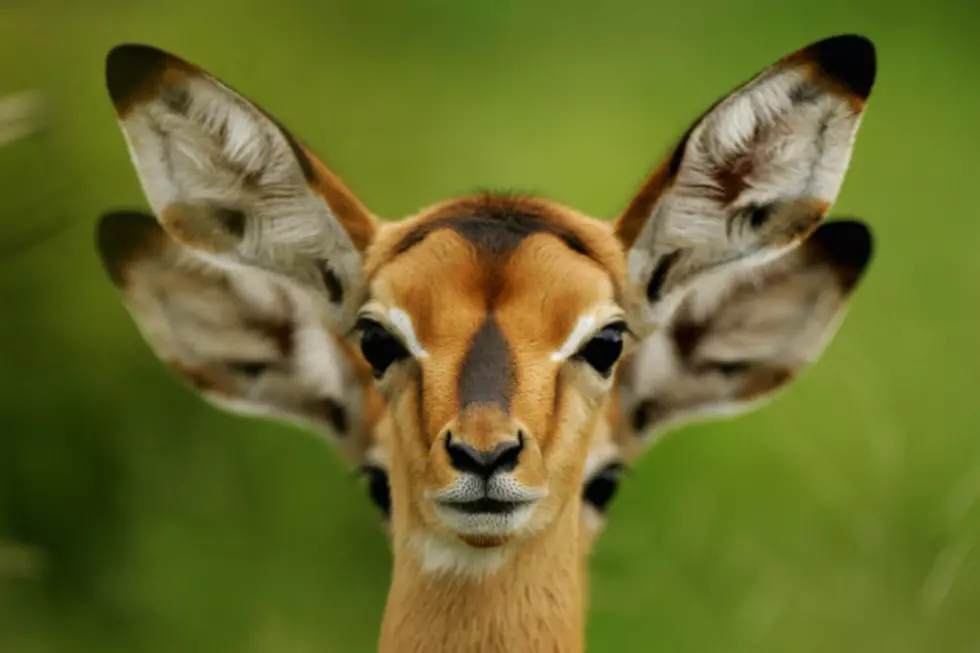 Animal Facts That We Bet You Didn&#8217;t Know [VIDEO]