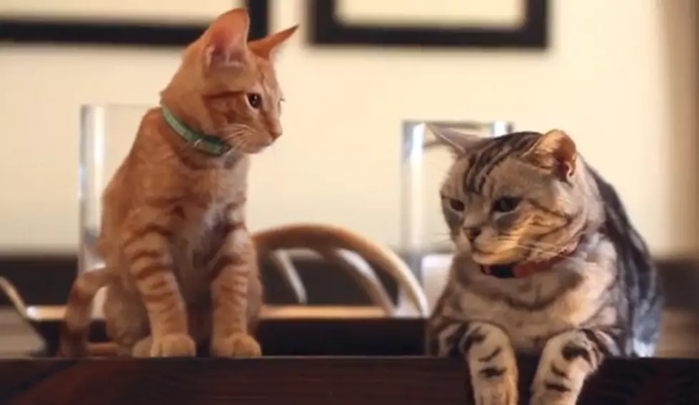 It’s National Cat Day! Celebrate Your Feline Friend Today, and Maybe Learn a bit from this ‘Dear Kitten’ Video [VIDEO]