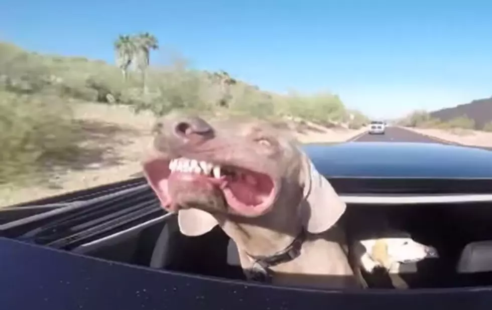 Dog + Sun Roof + GoPro Camera = Funny! [VIDEO]