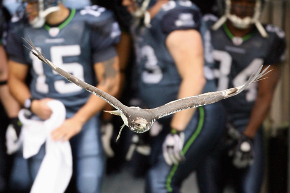 Seahawks Mascot Lands on Fan&#8217;s Head [VIDEO]