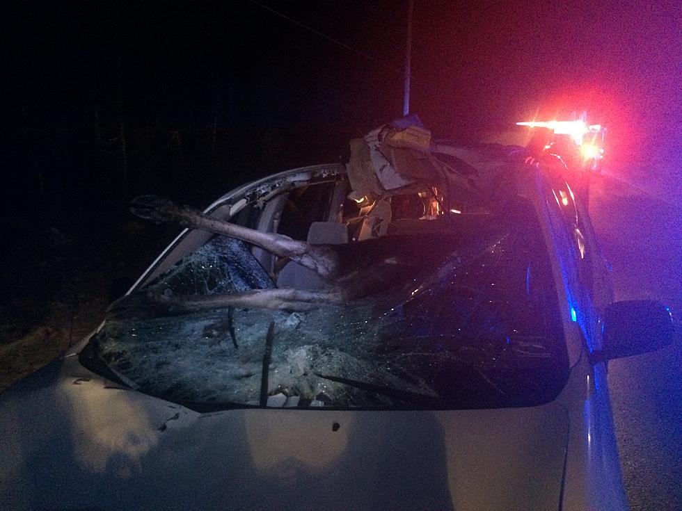 Driver Survives Crash That Put a Moose Completely Inside His Car