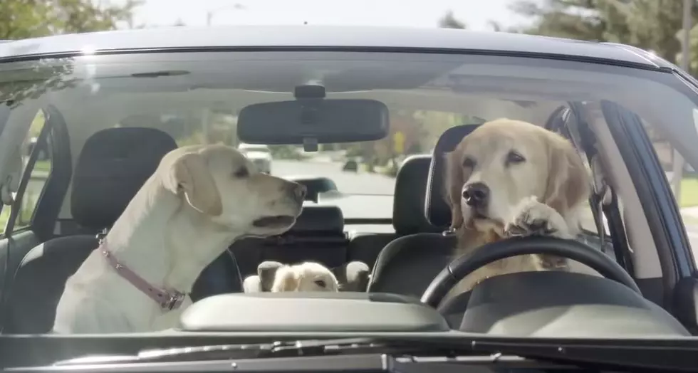 The Barkley Family for Subaru! These Commercials are Great! [VIDEO]
