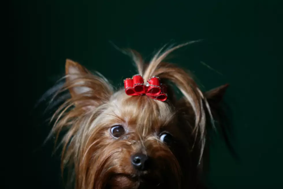 Scary Yorkshire Terrier Scares Off Thief [VIDEO]