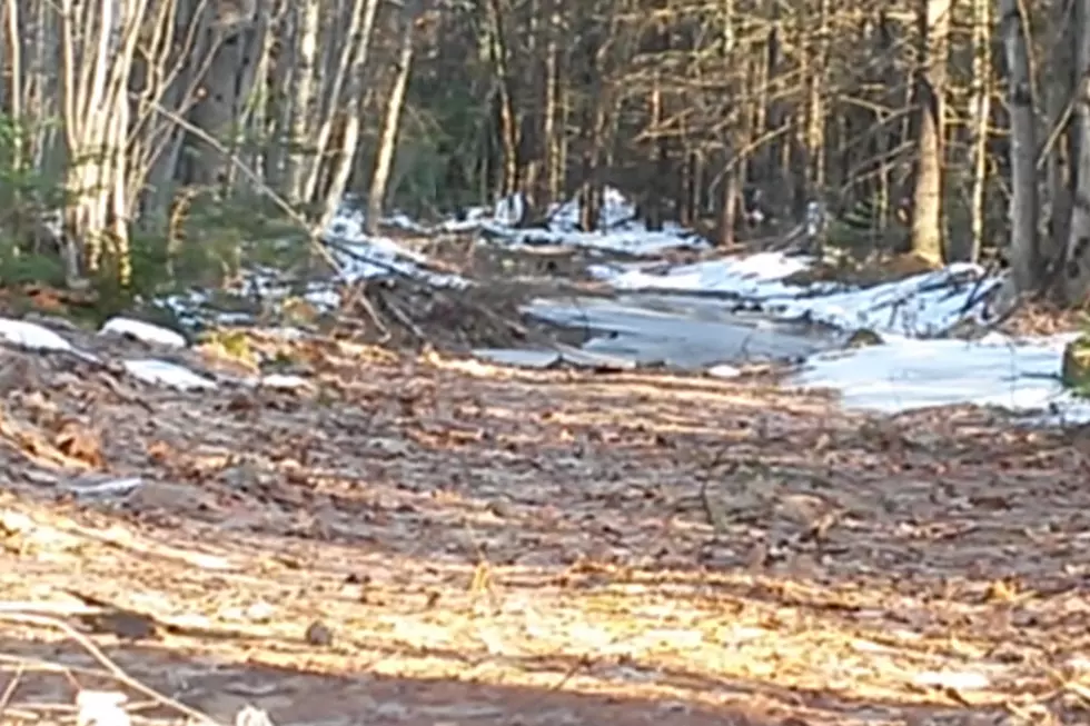 Bigfoot Sighting in Turner, Maine? [VIDEO]